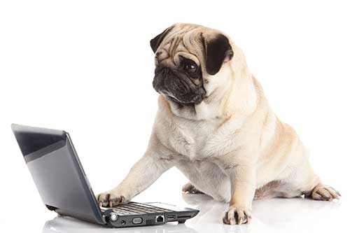 pug-dog-with-laptop-Q9HC638Resized