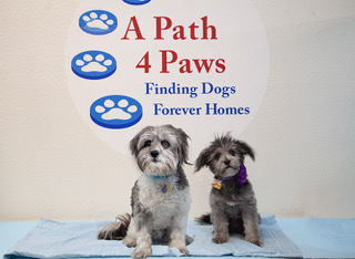 A Path 4 Paws-Two dogs copy